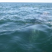 IMG 0001 2 (246)